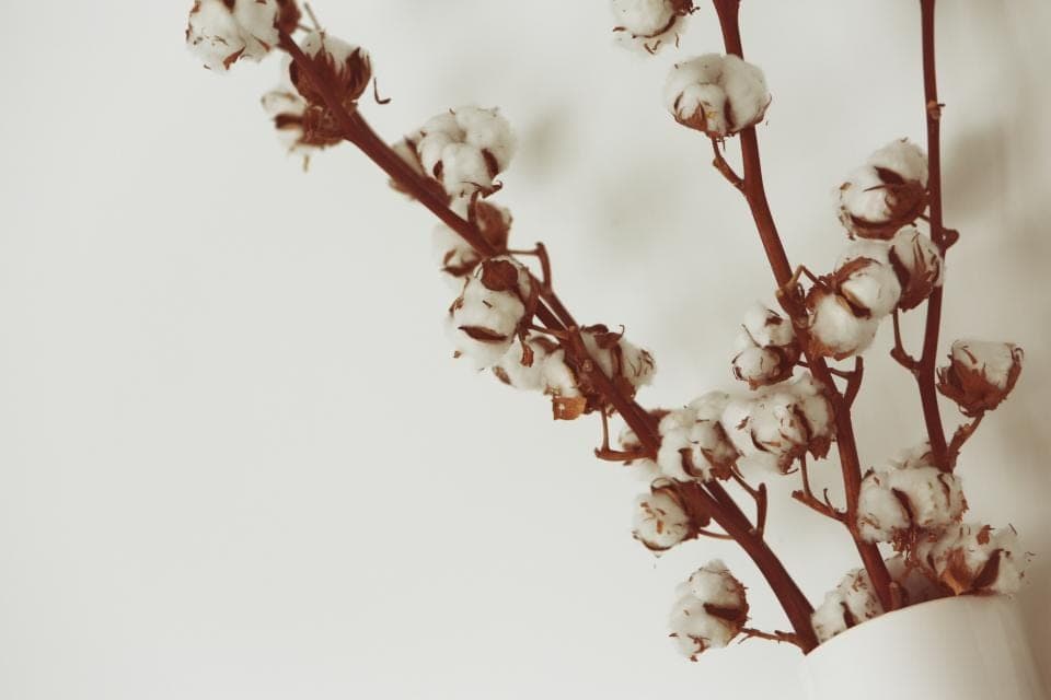 Branches de coton en fleur